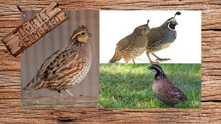 What Type Of Quail Should You Raise [upl. by Githens570]