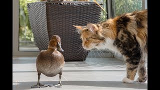 Tierische Mitbewohner Ente Ducky und die Katzen [upl. by Trilbee]