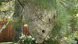 Amazing Giant Hornet Nest Removal using drione dust [upl. by Alliscirp]