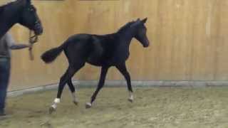 For RomanceRubin Royal colt  2015 for sale [upl. by Leahcimnoj]