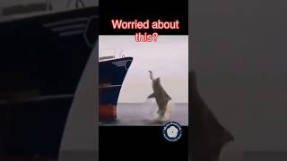 Learn how to keep sharks away 🤣shark ocean funny [upl. by Arleen]