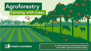 Agroforestry Farming With Trees [upl. by Jun]