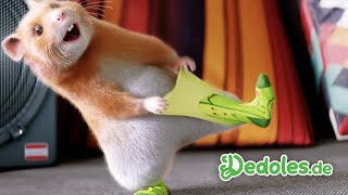 Dedolesde  Der komplette Song aus dem Dedoles HamsterWerbespot [upl. by Ordnaxela]