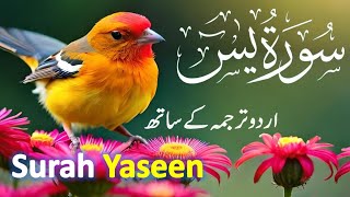 Surah Yaseen Yasin with Urdu Tarjuma  Quran tilawat  Epi 021  Quran with Urdu Hindi Translation [upl. by Yadroc119]