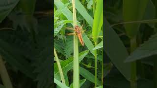 A vivid orange teneral Scarce Chaser [upl. by Dolan]