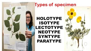 types of specimen in plant diversityholotypeisotypelectotypeneotypesyntypeparatype [upl. by Daveta815]