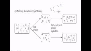 Multiple copy number plasmids [upl. by Adar]