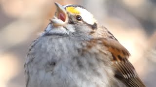 White throated sparrow bird song  call  sounds [upl. by Yeorgi665]