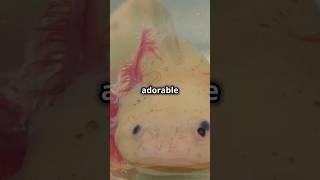 Adorable Axolotls Fun facts shorts [upl. by Anihcak]