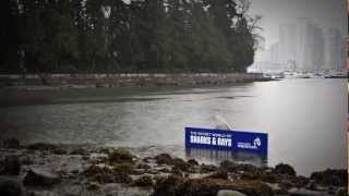 A Shark Sighting in Stanley Park [upl. by Jepum]