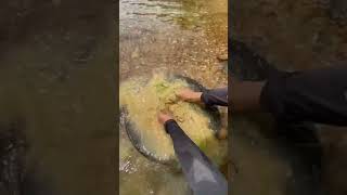 WOOW 😱AMAZING GOLD PROSPECTING GOLD DISCOVERY GOLD RUSH GOLD PANNING GOLD HUNTER GOLDDISCOVERY [upl. by Hibbert]