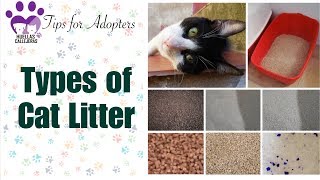 Types of Cat Litter  HC Tips for Adopters ENGLISH VERSION [upl. by Annaitat]