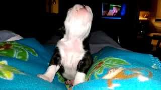 Howling Boston Terrier puppy [upl. by Nnanaej812]