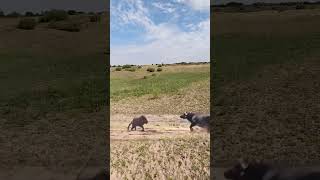 Bison protects its cub and intercepts a lion This action is amazing Animals compete in combat [upl. by Aric]