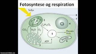 Fotosyntese og respiration i en plantecelle [upl. by Klapp]