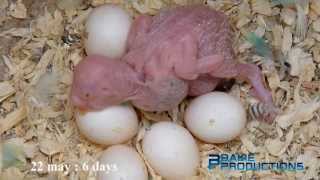 Broedproces Grasparkiet 2013  Breeding process budgerigar 2013  Melopsittacus undulatus [upl. by Aseral]