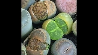 My Lithop Collection March 15 2016 [upl. by Reivazx]