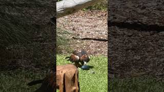 Wedge tail eagle breaking egg [upl. by Sidalg402]