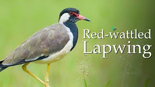 Red Wattled Lapwing Sound Vanellus indicus Nature Sounds [upl. by Aicinad875]