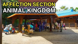 4K Affection Section  Petting Zoo on Rafiki  Animal Kingdom Orlando FL [upl. by Alliuqet]