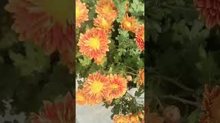 Orange Gulaydawedi Blooming on my terrace [upl. by Brentt142]