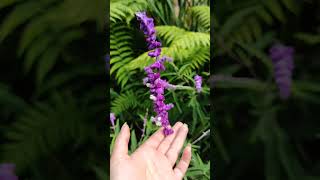 Salvia Leucantha 💜✨ foryou plantas jardin parati polinizadores flowers cute [upl. by Kantos]