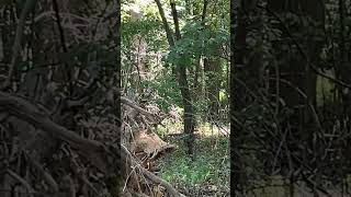 Wild Turkeys Clifty Falls State Park 082324 [upl. by Shurlock903]