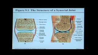 Anatomy and Physiology Help Chapter 9 Articulations [upl. by Aerbua177]