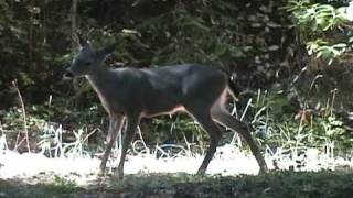 Blacktailed deer migration trailcam footage [upl. by Jule784]