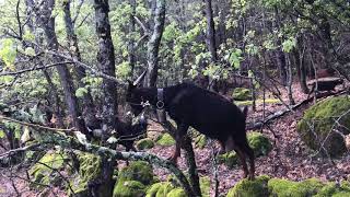 Paisajes de la Sierra con el careo de las cabras [upl. by Assirak]