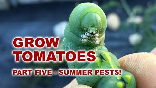 5  Grow Tomatoes  Organic Hornworm Control [upl. by Linzer]