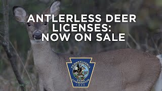 Antlerless Deer Licenses Now On Sale [upl. by Ellehctim]