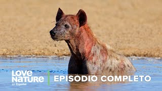 HIENAS Cómo vivir de las sobras 🐕🍖  Iconos de la Vida Silvestre 📽️🌄 Episodio 8  Love Nature 🍃 [upl. by Ennahteb858]