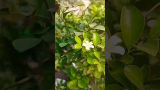 My roof gardenviral roof garden gardening life plants flowers youtube short green nursery❤ [upl. by Bohrer203]