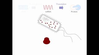 Biology Topic 22 Prokaryotic Cells [upl. by Llenehs635]