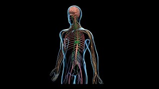 Neurociencia  Organización Aferente del Movimiento Corporal usar Audífonos para escuchar mejor [upl. by Niltyak133]