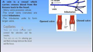 11CardioVascular System3Veins amp Capillaries Anatomy Intro Dr Ahmed Kamal [upl. by Lacie]