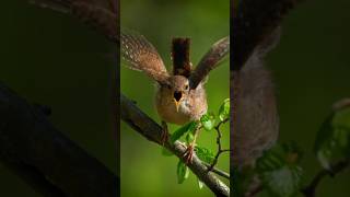 AMAZINGTHE EURASIAN WREN Troglodytes troglodytes [upl. by Stodder]