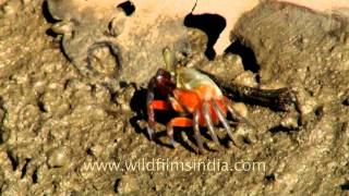 Fast moving claws of red female fiddler crab [upl. by Monarski]