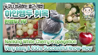 흰앵두나무 취목 Nanking White Cherry Propagation Very easy amp 100 Successful KnowHow sharing [upl. by Seuqram65]