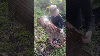 Amazing Fish Trapping Skills [upl. by Meridel]