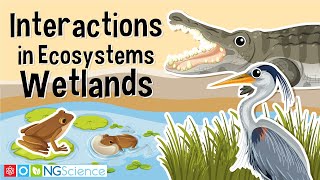 Interactions in Ecosystems – Wetlands [upl. by Retepnhoj]