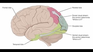 Cerebral Visual Impairment A BrainBased Visual Condition [upl. by Ayouqat]