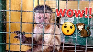 Adorable Bibi oh😯😯🐒 funnyanimals cuteanimals viralvideo wildlife monkey babymonkey grooming [upl. by Eidnarb19]