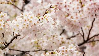 Cherry Tree 5 Fun Facts tree nature [upl. by Ahsekad]