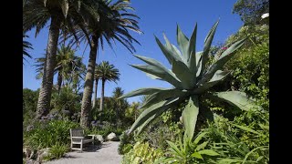 Canary Island Date Palm in the North Pacific [upl. by Netsirhc913]