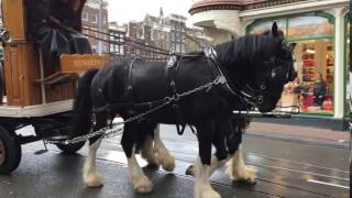 Clydesdale horses pulling Heineken beer barrels in Amsterdam for Kings Day celebrations [upl. by Tewfik]