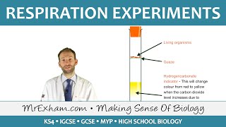 Respiration Experiments  GCSE Biology 91 [upl. by Ebag]