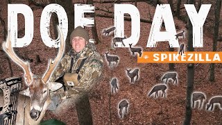 60 Deer with a BOW Urban Deer Management Bonus MEGA SPIKE Buck [upl. by Hunley]