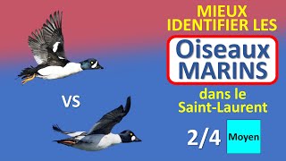 Oiseaux marins du SaintLaurent 24 – C’est quoi cet Oiseau No 5 [upl. by Aztilay506]